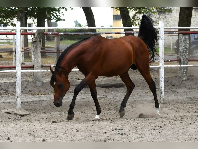 Arabian horses Stallion 3 years 15 hh Bay in Małochwiej Duży
