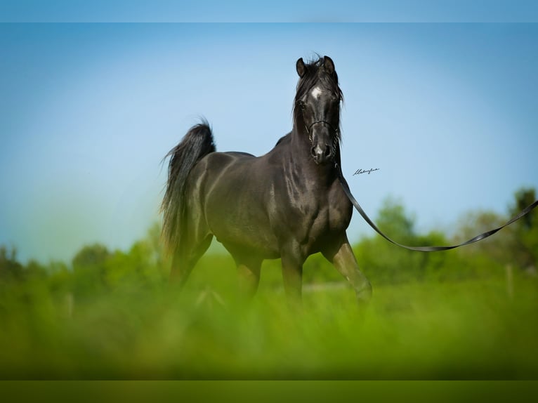 Arabian horses Stallion 3 years 15 hh Black in Krajna Polana