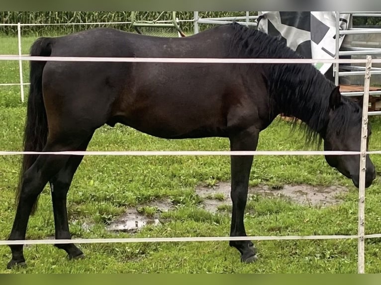 Arabian horses Stallion 3 years 15 hh Black in Kramsach