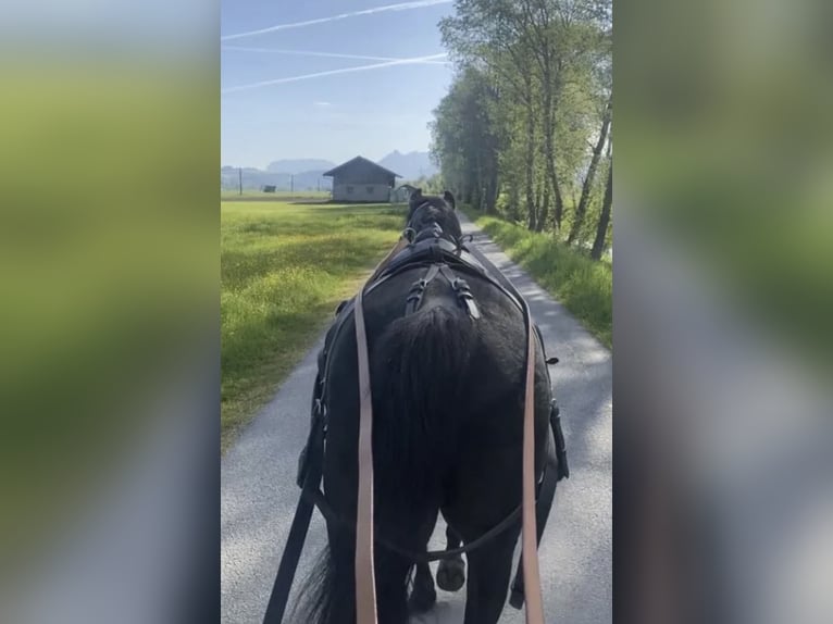 Arabian horses Stallion 3 years 15 hh Black in Kramsach