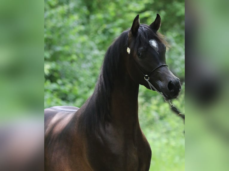 Arabian horses Stallion 3 years 15 hh Smoky-Black in LeunLeun