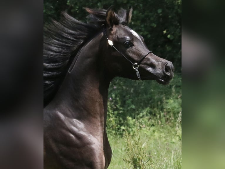 Arabian horses Stallion 3 years 15 hh Smoky-Black in LeunLeun