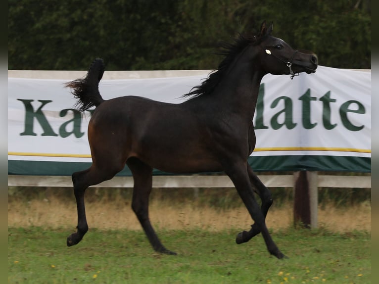 Arabian horses Stallion 3 years 15 hh Smoky-Black in LeunLeun
