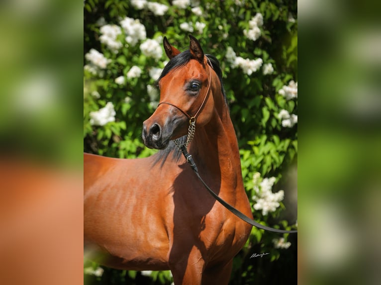 Arabian horses Stallion 3 years 15,1 hh Bay in Stryków