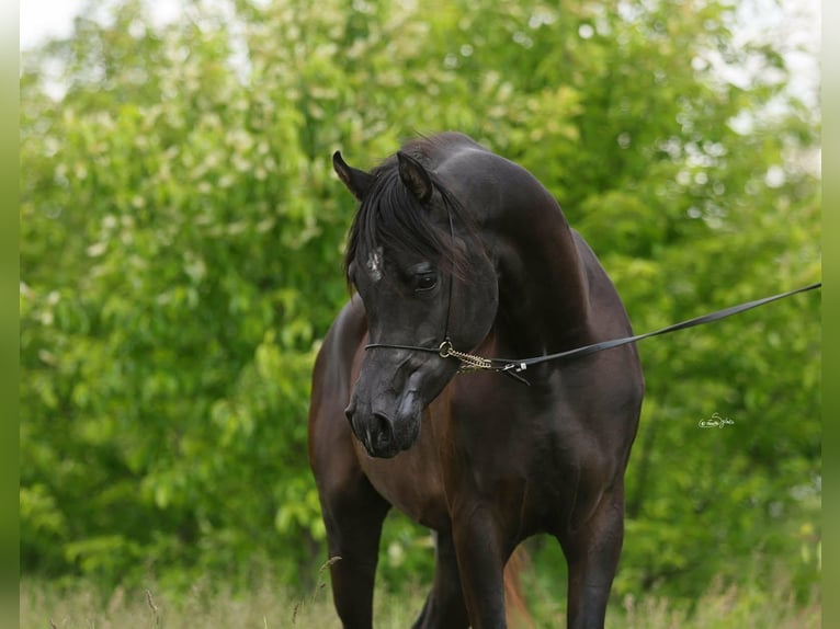 Arabian horses Stallion 3 years 15,1 hh Black in Lodz
