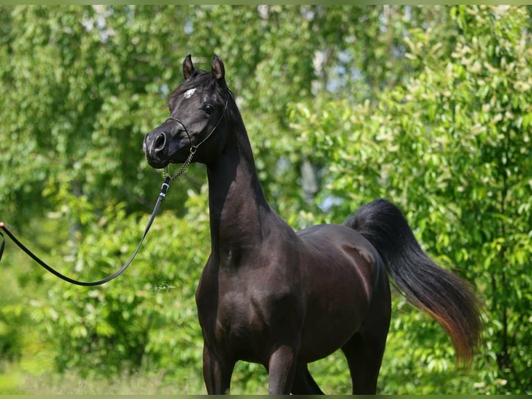 Arabian horses Stallion 3 years 15,1 hh Black in Lodz