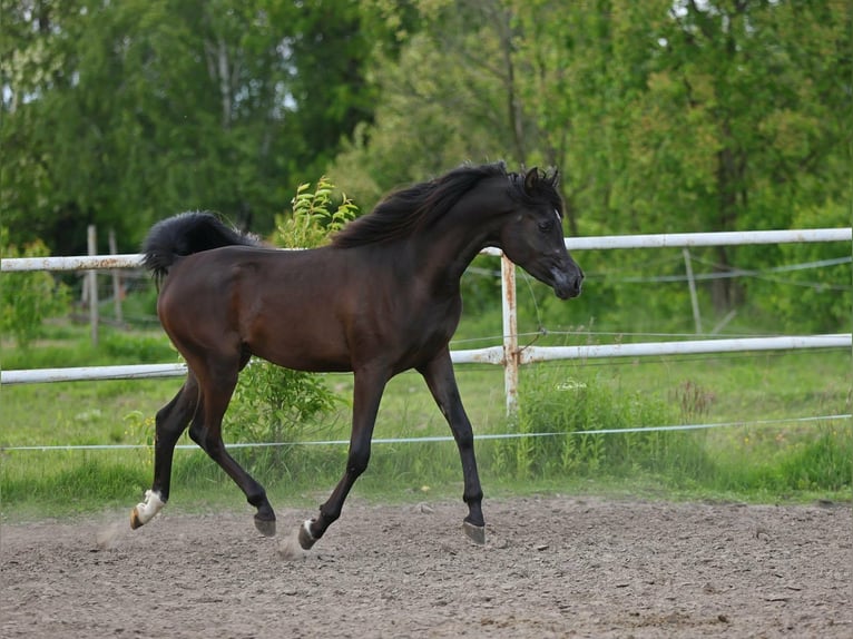 Arabian horses Stallion 3 years 15,1 hh Black in Lodz
