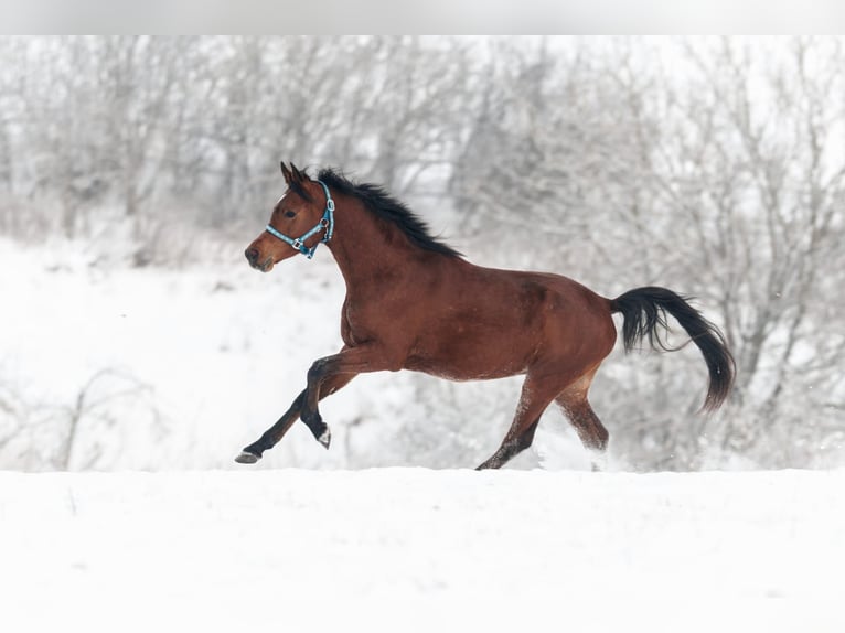 Arabian horses Stallion 3 years 15,1 hh Brown in Kurozwęki