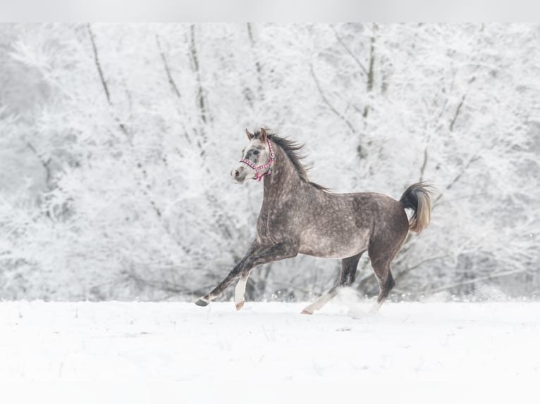 Arabian horses Stallion 3 years 15,1 hh Brown in Kurozwęki