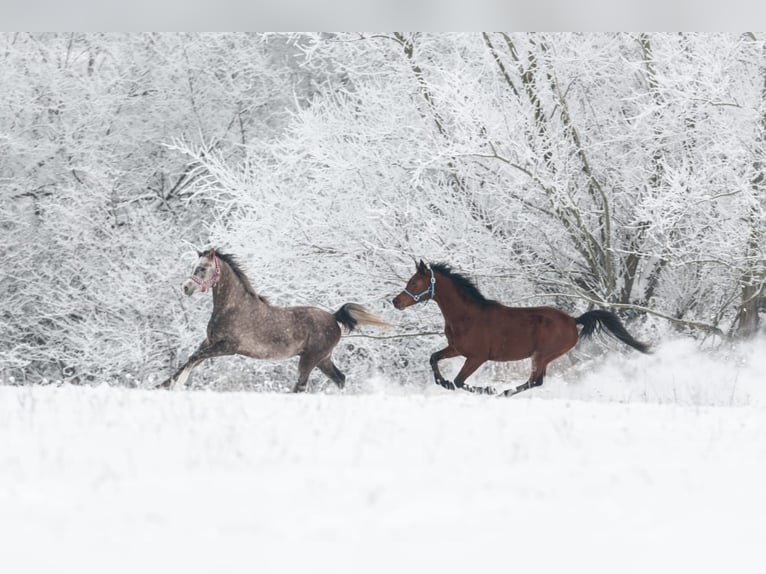 Arabian horses Stallion 3 years 15,1 hh Brown in Kurozwęki