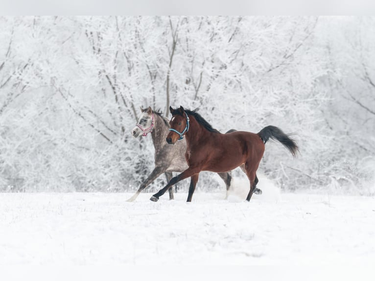Arabian horses Stallion 3 years 15,1 hh Brown in Kurozwęki