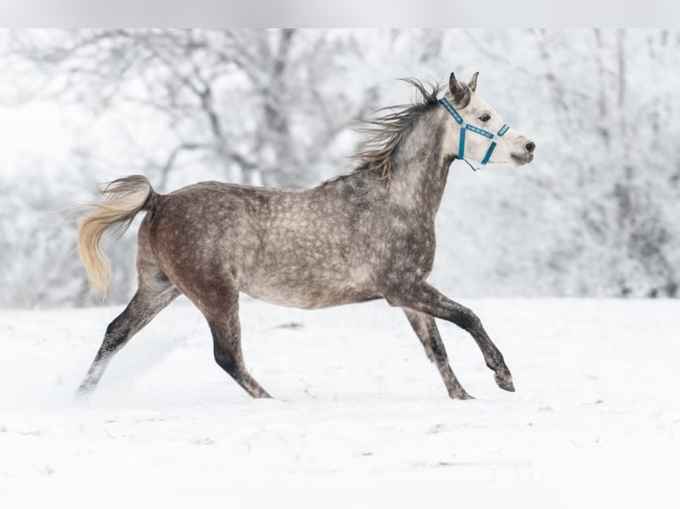 Arabian horses Stallion 3 years 15,1 hh Brown in Kurozwęki