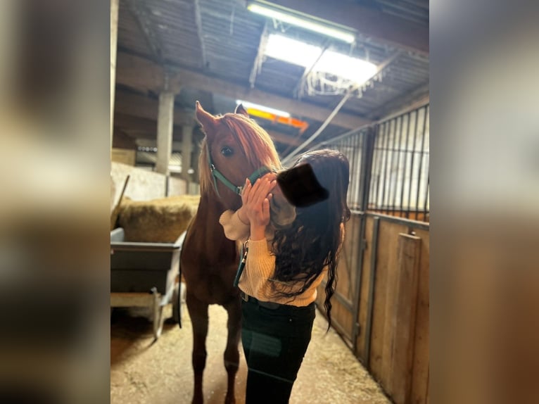 Arabian horses Stallion 3 years 15,1 hh Chestnut-Red in noerdange