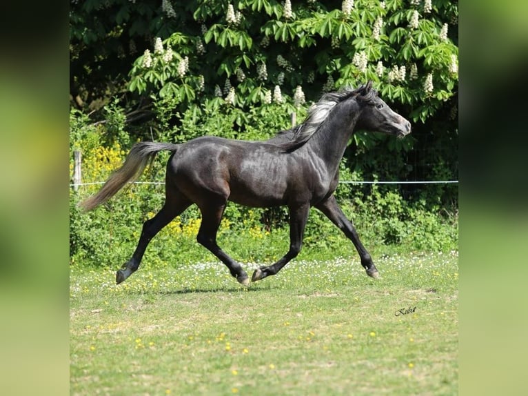 Arabian horses Stallion 3 years 15,1 hh Grey-Dark-Tan in Kaub