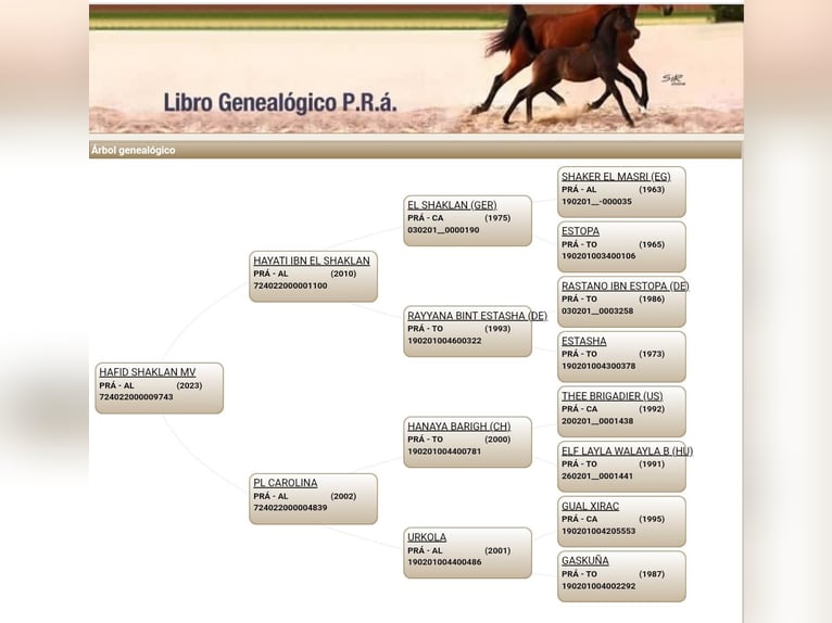 Arabian horses Stallion 3 years 15,1 hh Sorrel in Aguilar De La Frontera