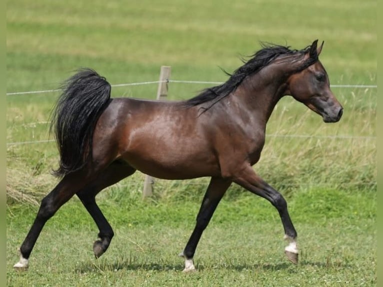 Arabian horses Stallion 3 years 15,2 hh Brown in Rattenkirchen