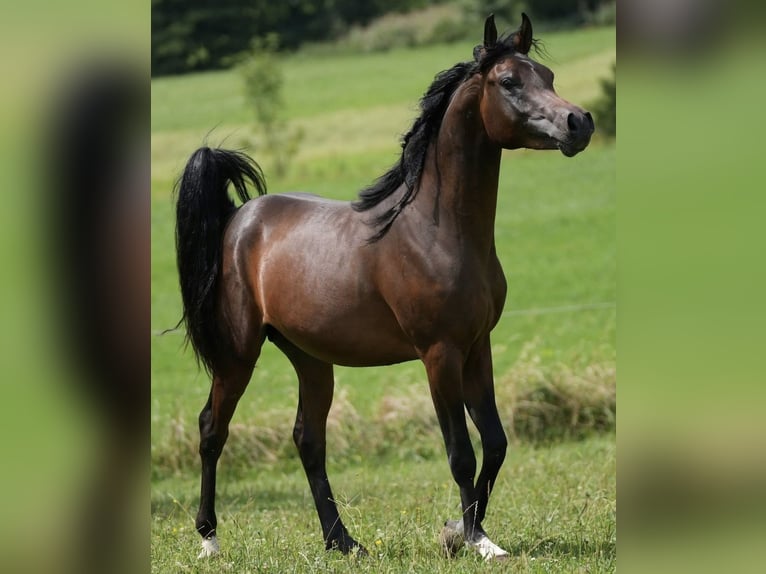 Arabian horses Stallion 3 years 15,2 hh Brown in Rattenkirchen