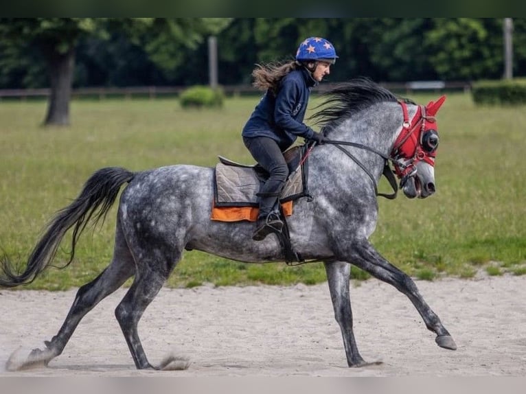 Arabian horses Stallion 3 years 16 hh White in Warszawa