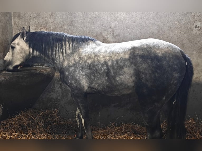 Arabian horses Stallion 3 years 16 hh White in Warszawa