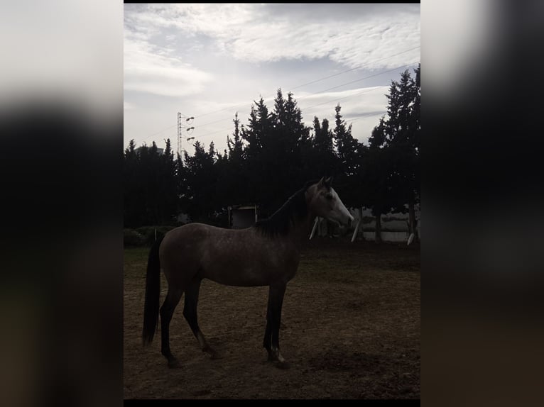 Arabian horses Stallion 3 years 17 hh Bay-Dark in Rades