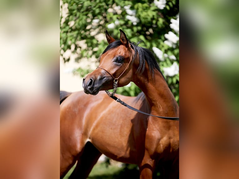 Arabian horses Stallion 3 years Bay in Stryków