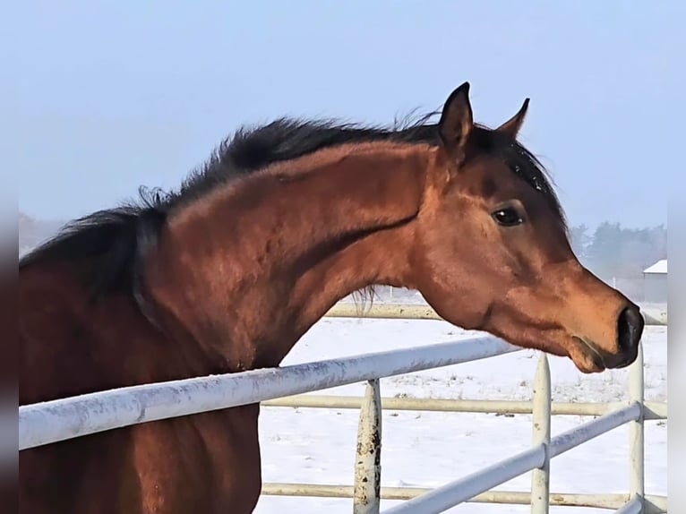 Arabian horses Stallion 3 years Bay in Stryków
