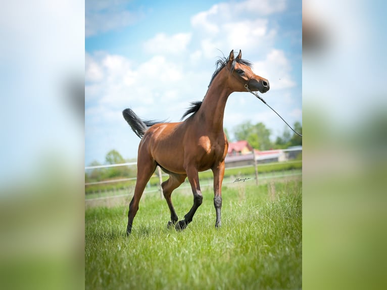 Arabian horses Stallion 3 years Bay in Stryków