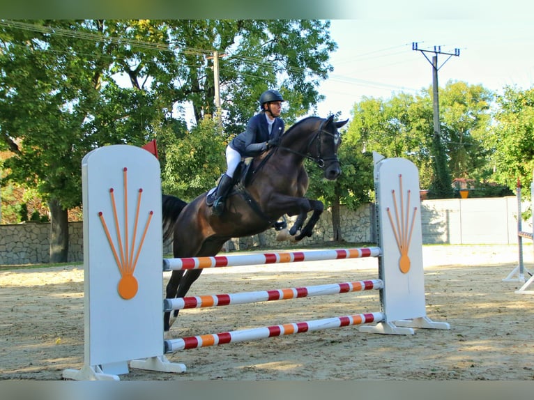 Arabian horses Stallion 3 years Bay-Dark in Stropieszyn