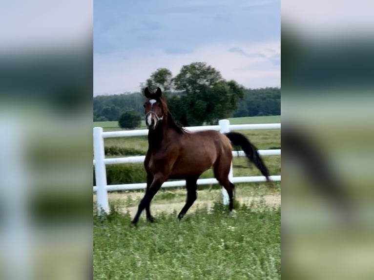 Arabian horses Stallion 3 years Bay-Dark in Stropieszyn