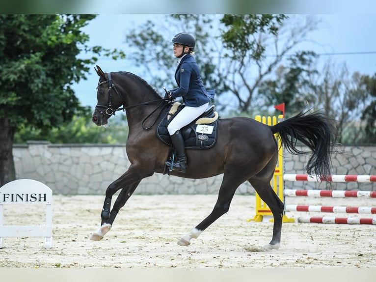 Arabian horses Stallion 3 years Bay-Dark in Stropieszyn