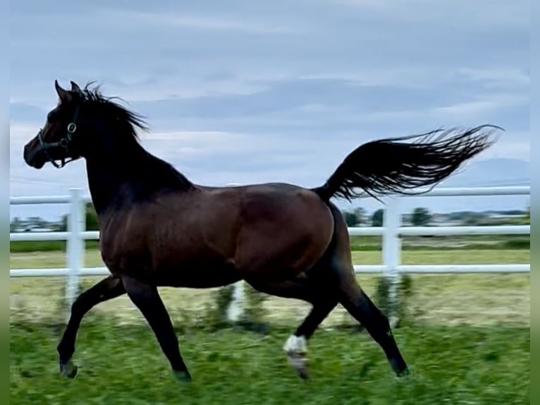 Arabian horses Stallion 3 years Bay-Dark in Stropieszyn