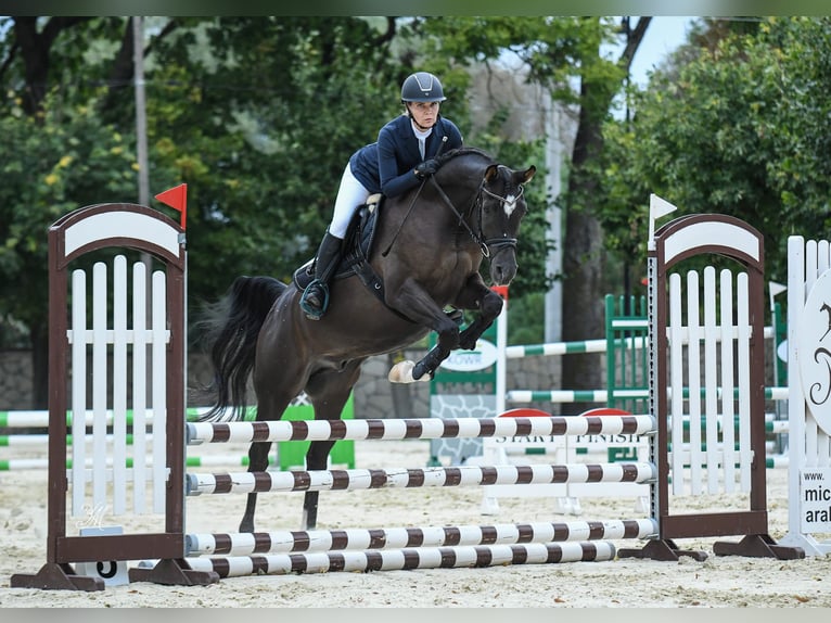 Arabian horses Stallion 3 years Bay-Dark in Stropieszyn