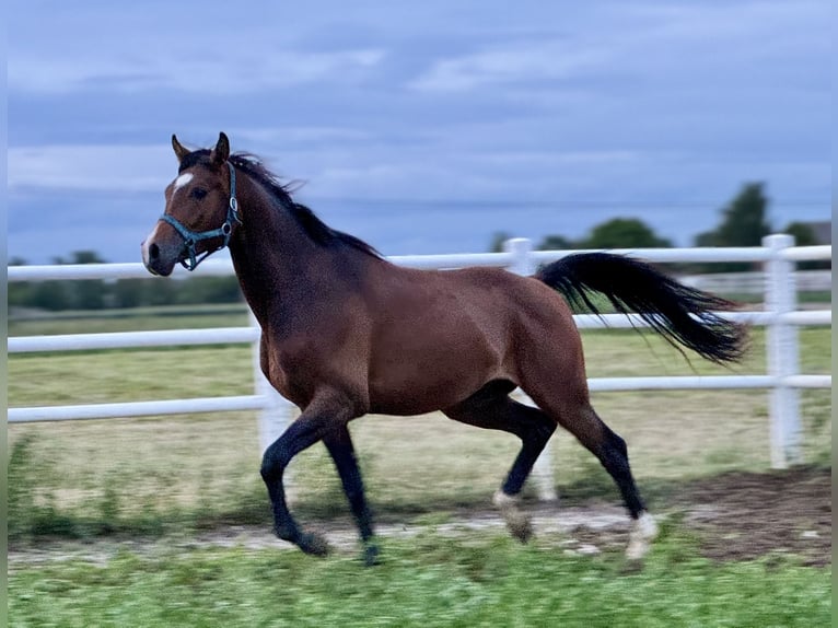 Arabian horses Stallion 3 years Bay-Dark in Stropieszyn