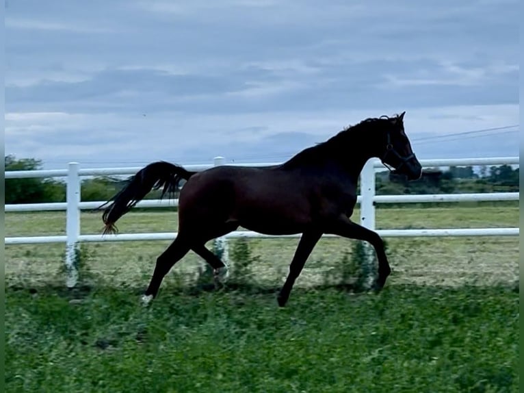 Arabian horses Stallion 3 years Bay-Dark in Stropieszyn