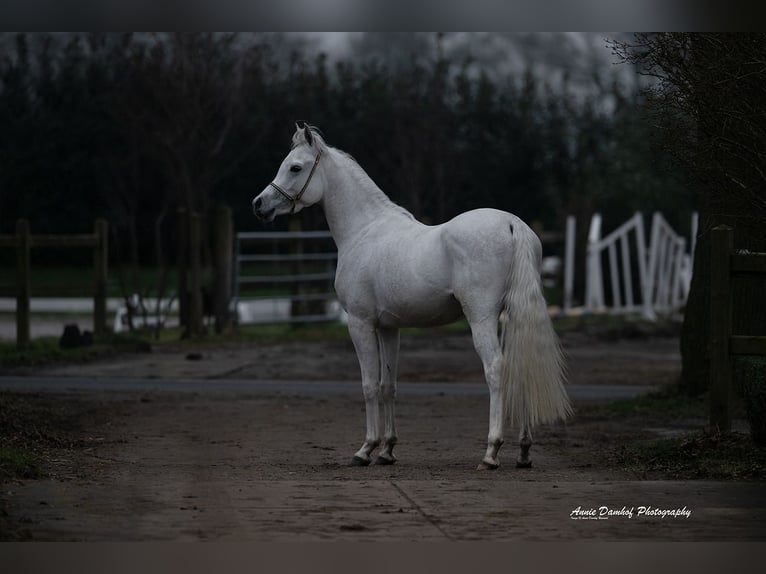 Arabian horses Stallion 3 years  in Den Ham