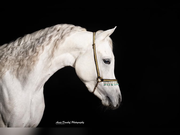 Arabian horses Stallion 3 years  in Den Ham