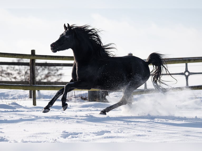 Arabian horses Stallion 3 years Brown in Tiefenbach