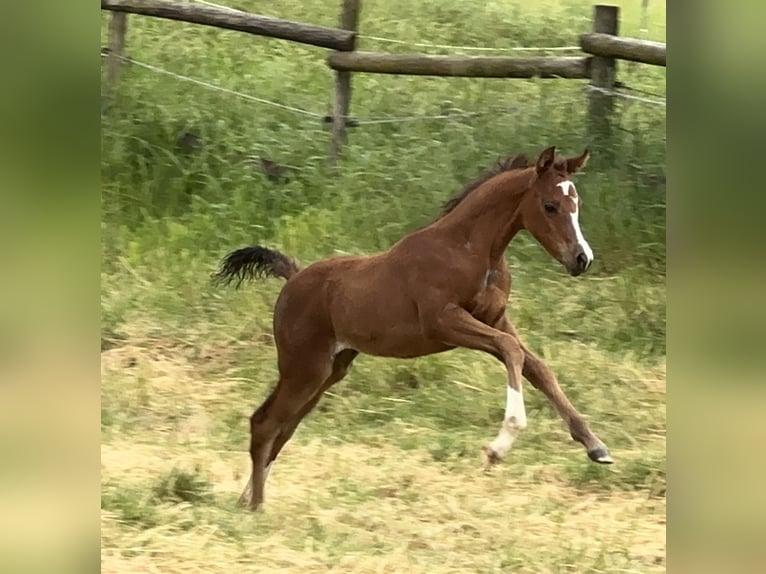 Arabian horses Stallion 3 years Brown in Tiefenbach