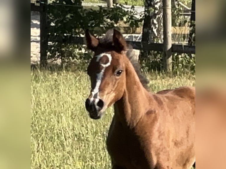 Arabian horses Stallion 3 years Brown in Tiefenbach