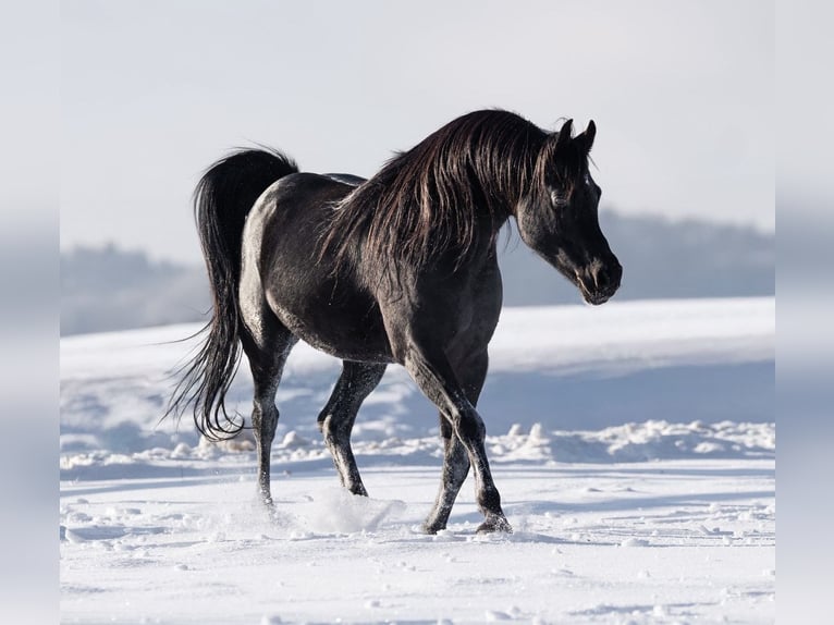 Arabian horses Stallion 3 years Brown in Tiefenbach
