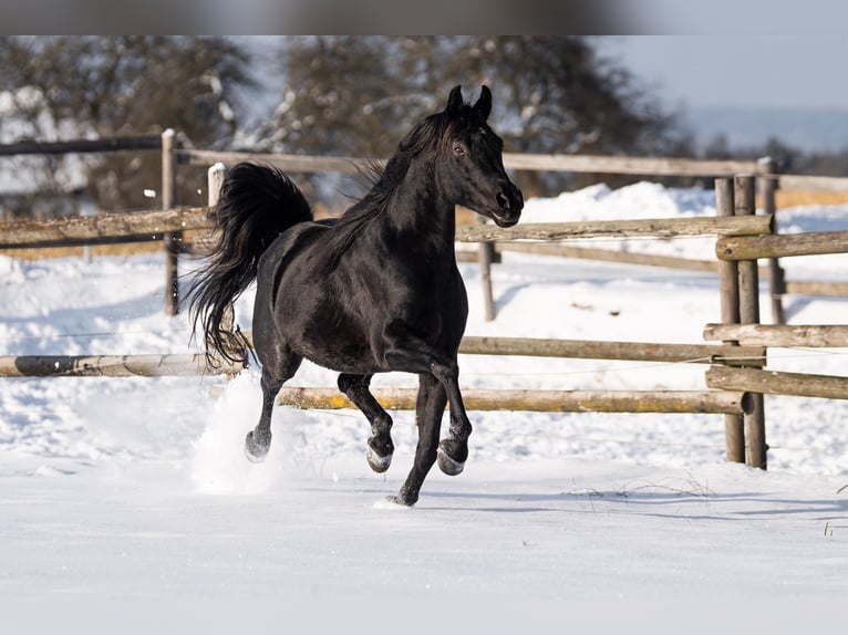 Arabian horses Stallion 3 years Brown in Tiefenbach