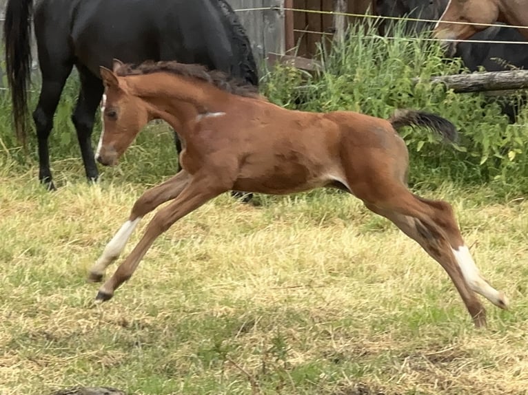 Arabian horses Stallion 3 years Brown in Tiefenbach