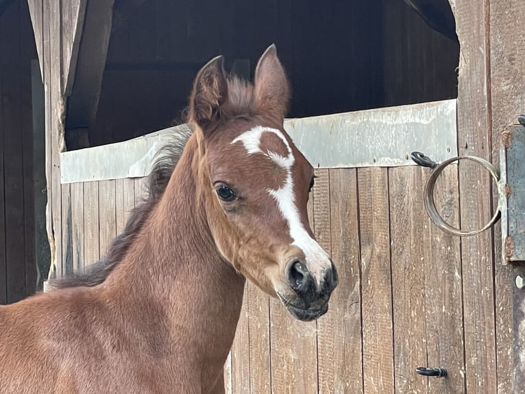 Arabian horses Stallion 3 years Brown in Tiefenbach