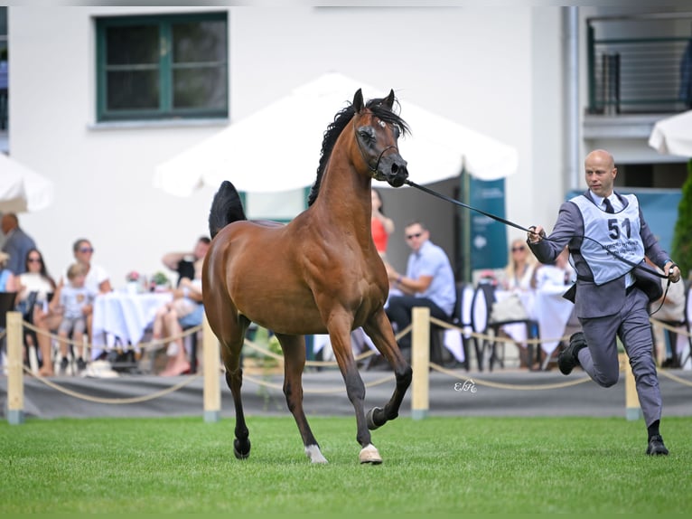 Arabian horses Stallion 3 years Brown in Poznań