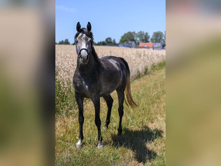 Arabian horses Stallion 3 years Grey-Dark-Tan in Wain
