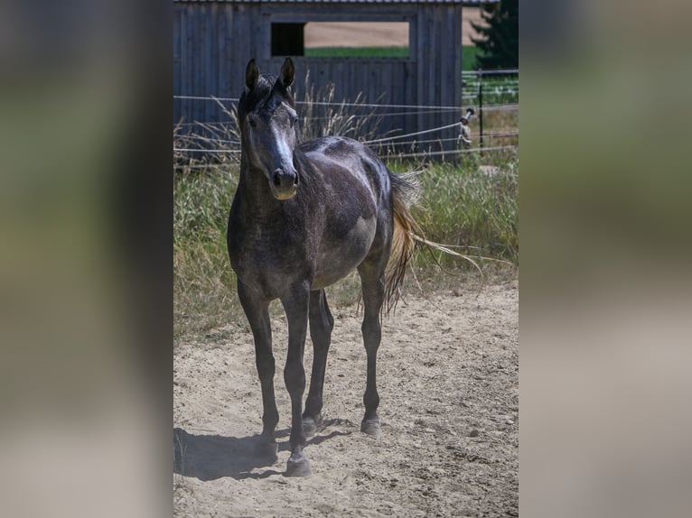 Arabian horses Stallion 3 years Grey-Dark-Tan in Wain
