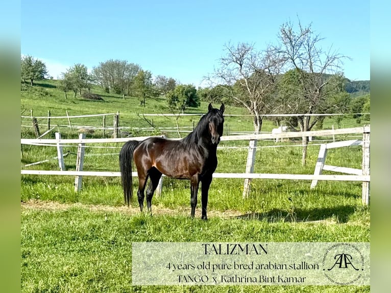 Arabian horses Stallion 4 years 14,2 hh Bay-Dark in Par&#xE1;d