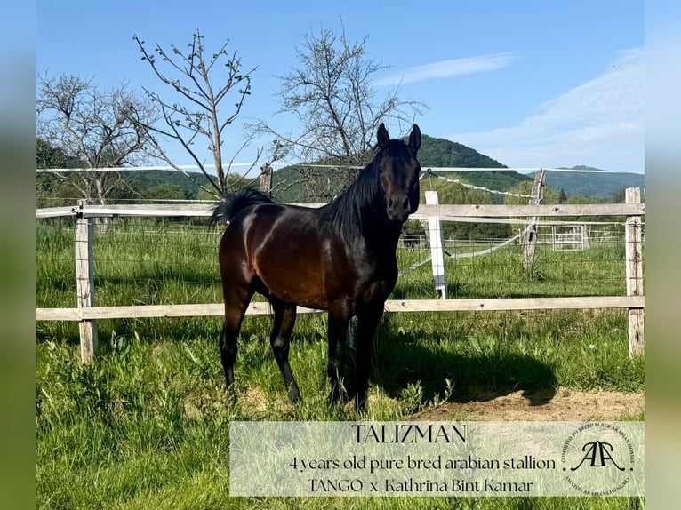 Arabian horses Stallion 4 years 14,2 hh Bay-Dark in Par&#xE1;d