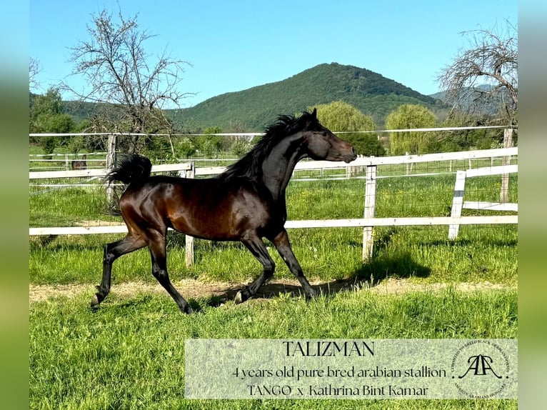 Arabian horses Stallion 4 years 14,2 hh Bay-Dark in Par&#xE1;d