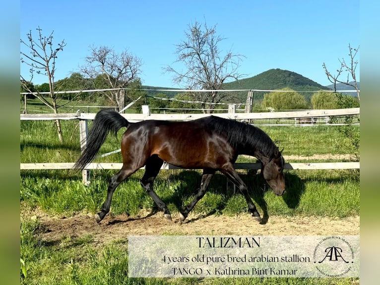 Arabian horses Stallion 4 years 14,2 hh Bay-Dark in Par&#xE1;d